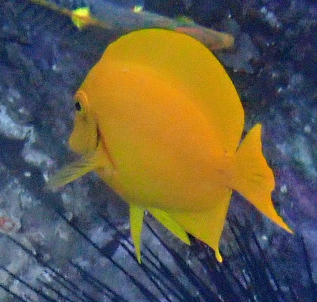 Click to View Mimic Surgeonfish Juvenile<br><span style='font-size:12px'><i>Dave & Rose</i></span>