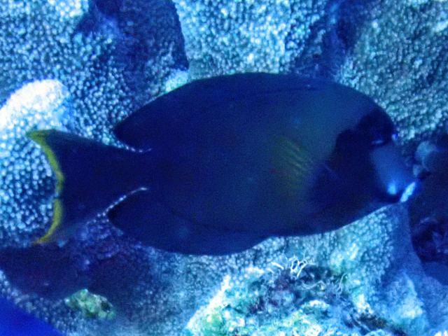 Mimic Surgeonfish<br><span style='font-size:12px'><i>Dave & Rose</i></span>