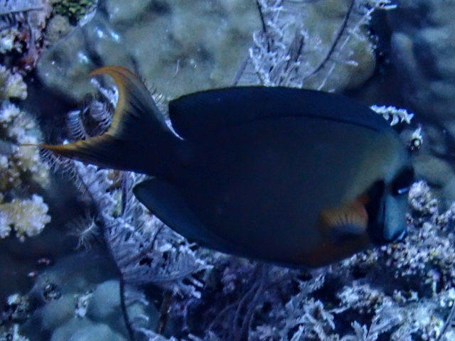 Mimic Surgeonfish<br><span style='font-size:12px'><i>Dave & Rose</i>&nbsp&nbspPhilippines&nbsp&nbsp30th Apr 2026</span>