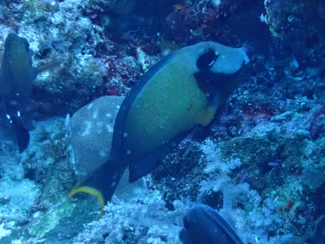 Click to View Mimic Surgeonfish<br><span style='font-size:12px'><i>Dave & Rose</i></span>