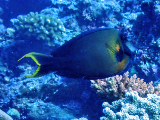 Click to View Mimic Surgeonfish<br><span style='font-size:12px'><i>Dave & Rose</i></span>