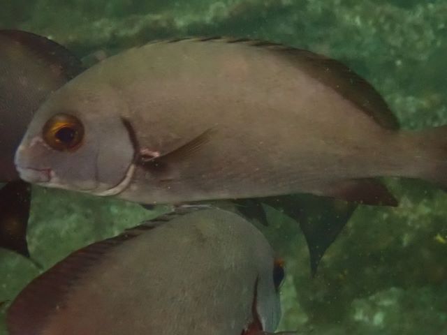 Click to View Minstral Sweetlips<br><span style='font-size:12px'><i>Dave & Rose</i></span>