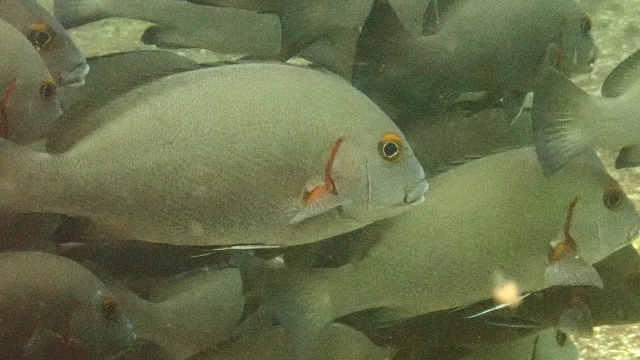 Click to View Minstral Sweetlips<br><span style='font-size:12px'><i>Dave & Rose</i></span>