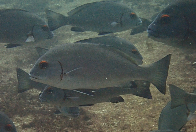 Click to View Minstral Sweetlips<br><span style='font-size:12px'><i>Dave & Rose</i></span>