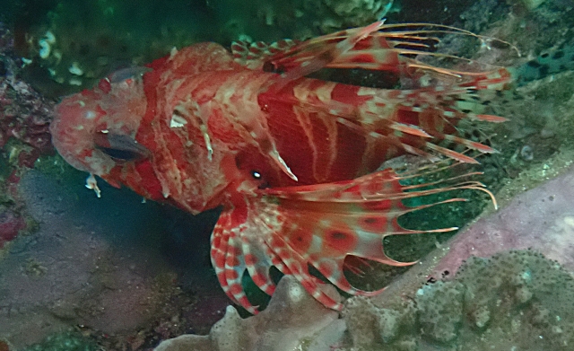 Click to View Mombasa Lionfish<br><span style='font-size:12px'><i>Dave & Rose</i></span>