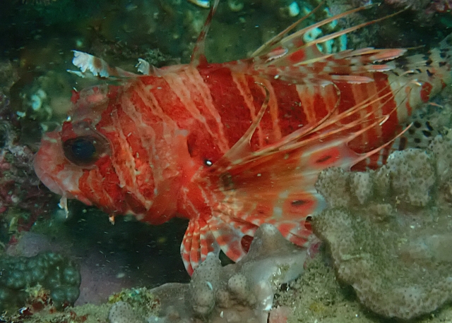Click to View Mombasa Lionfish<br><span style='font-size:12px'><i>Dave & Rose</i></span>