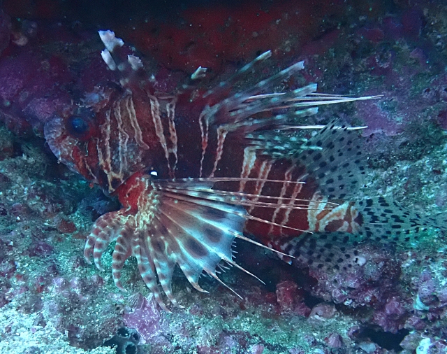 Click to View Mombasa Lionfish<br><span style='font-size:12px'><i>Dave & Rose</i></span>