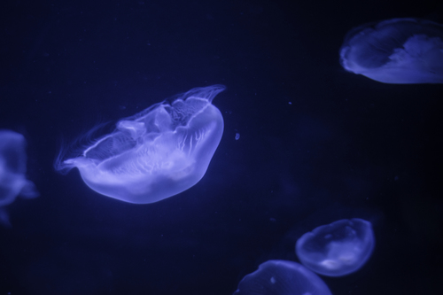 Click to View Moon Jellyfish<br><span style='font-size:12px'><i>iNaturalist</i></span>