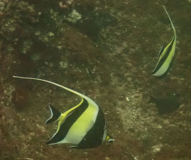 Click to View Moorish Idol<br><span style='font-size:12px'><i>Dave & Rose</i></span>