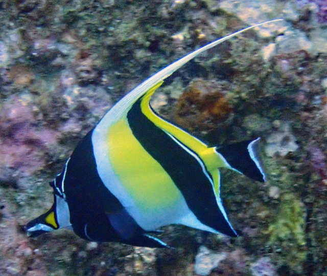 Click to View Moorish Idol<br><span style='font-size:12px'><i>Dave & Rose</i></span>