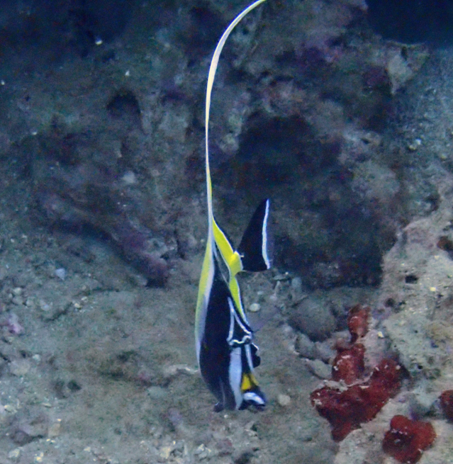 Click to View Moorish Idol<br><span style='font-size:12px'><i>Dave & Rose</i></span>