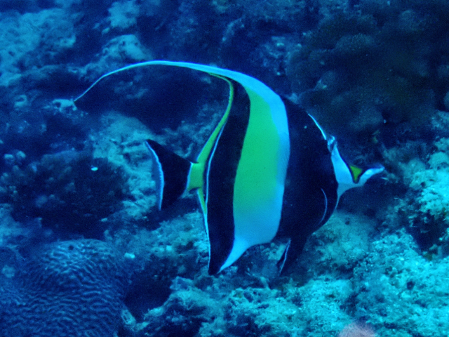 Click to View Moorish Idol<br><span style='font-size:12px'><i>Dave & Rose</i></span>