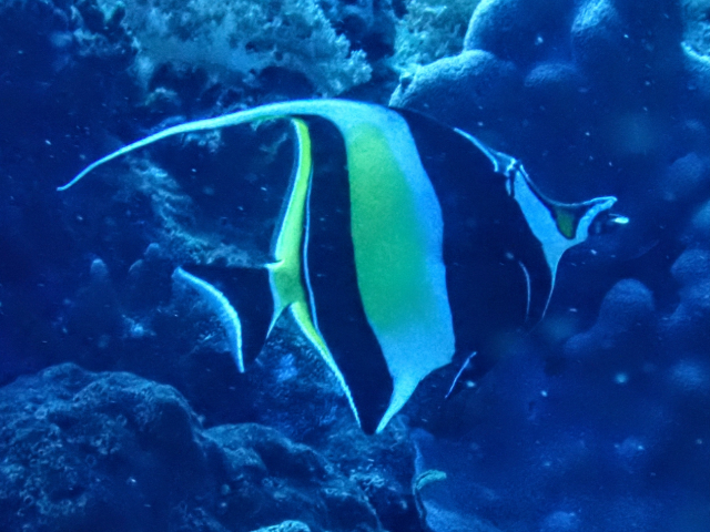 Moorish Idol<br><span style='font-size:12px'><i>Dave & Rose</i></span>