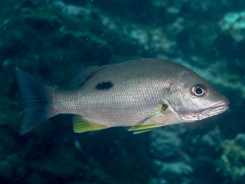 Click to View Moses Snapper<br><span style='font-size:12px'><i>iNaturalist</i></span>