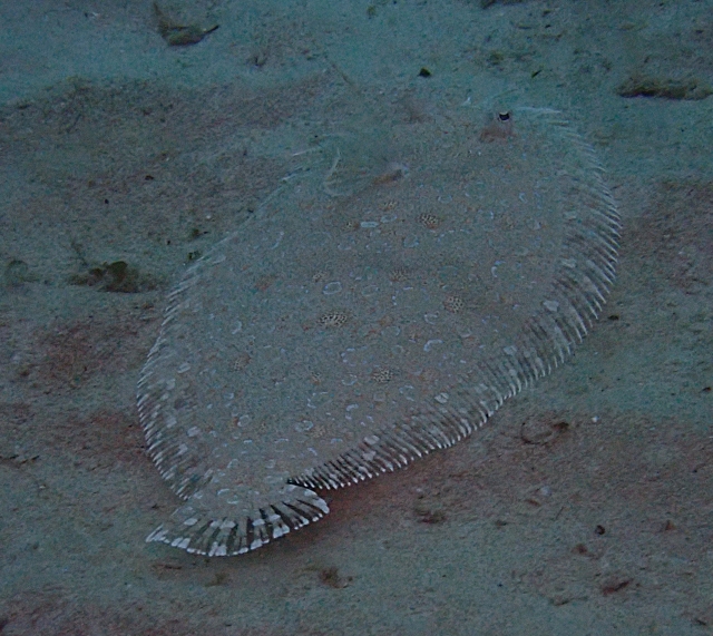 Click to View Moses Sole<br><span style='font-size:12px'><i>Dave & Rose</i></span>