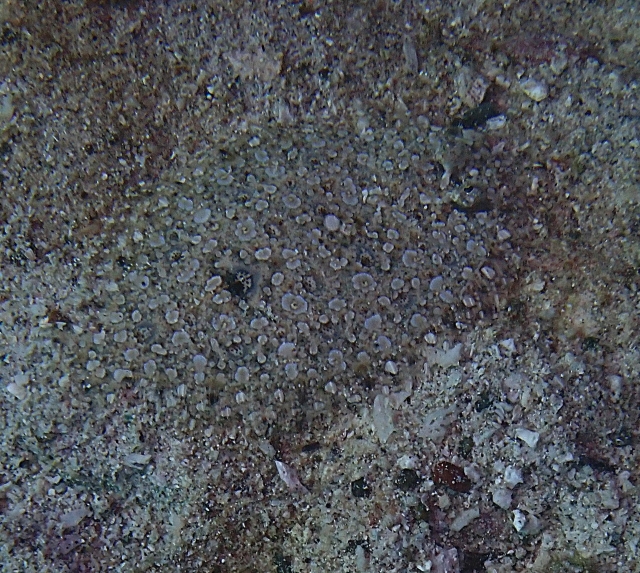 Click to View Moses Sole<br><span style='font-size:12px'><i>Dave & Rose</i></span>