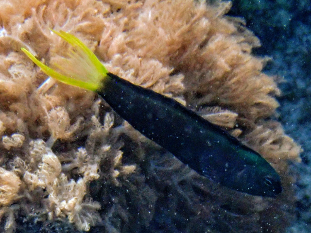 Click to View Mozambique Fangblenny<br><span style='font-size:12px'><i>Dave & Rose</i></span>