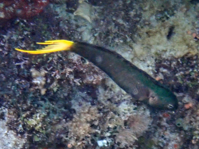 Click to View Mozambique Fangblenny<br><span style='font-size:12px'><i>Dave & Rose</i></span>