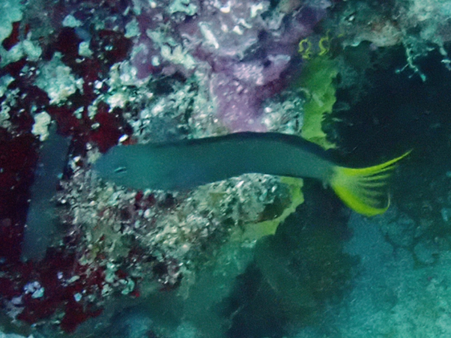 Click to View Mozambique Fangblenny<br><span style='font-size:12px'><i>Dave & Rose</i></span>