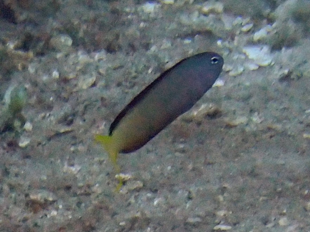 Click to View Mozambique Fangblenny<br><span style='font-size:12px'><i>Dave & Rose</i></span>