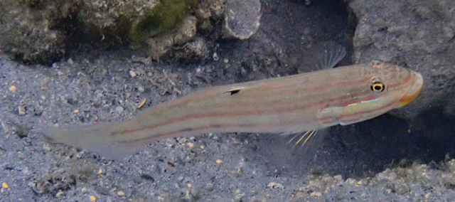 Click to View Mural Goby<br><span style='font-size:12px'><i>Dave & Rose</i></span>