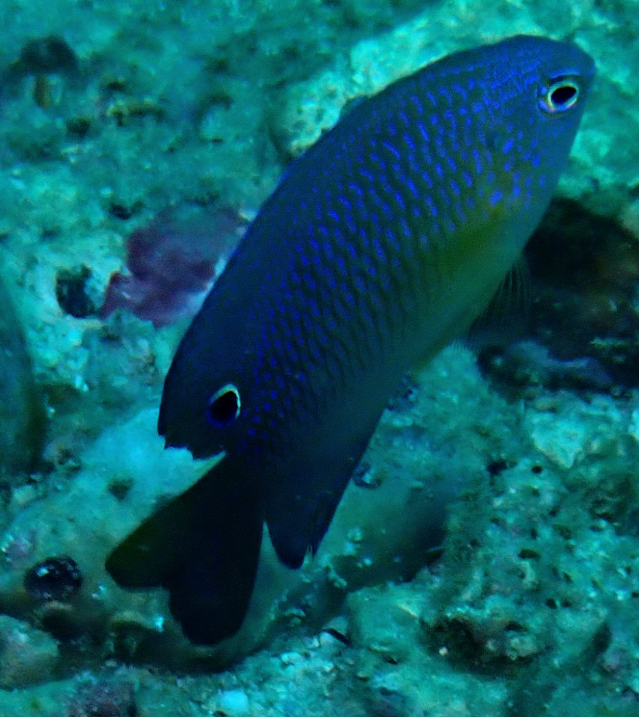 Click to View Nagasaki Damsel<br><span style='font-size:12px'><i>Dave & Rose</i></span>