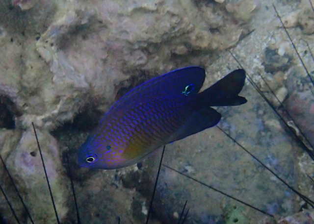 Click to View Nagasaki Damsel<br><span style='font-size:12px'><i>Dave & Rose</i></span>