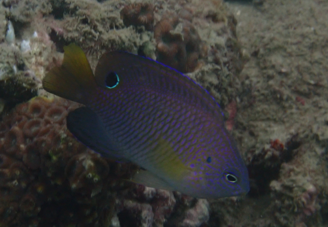 Click to View Nagasaki Damsel<br><span style='font-size:12px'><i>Dave & Rose</i></span>