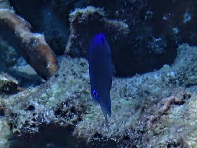 Click to View Nagasaki Damsel<br><span style='font-size:12px'><i>Dave & Rose</i></span>