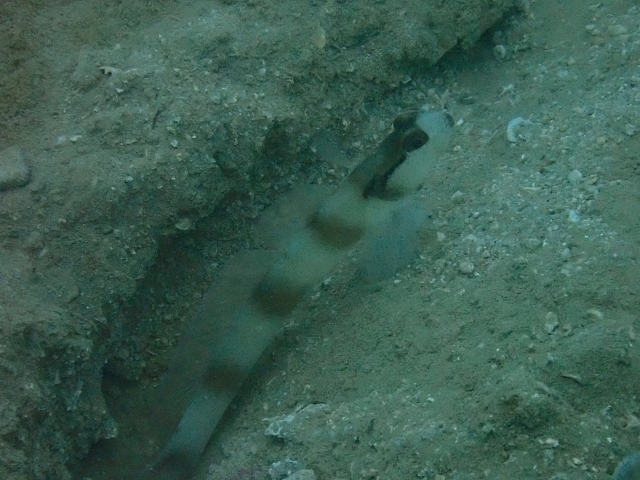 Click to View Nakedhead Shrimpgoby<br><span style='font-size:12px'><i>Dave & Rose</i></span>