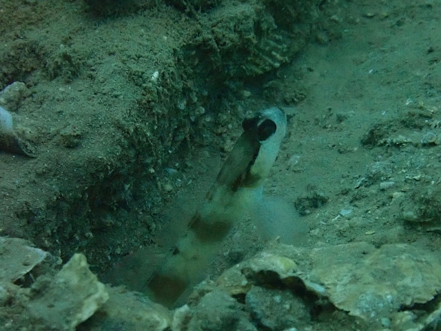 Click to View Nakedhead Shrimpgoby<br><span style='font-size:12px'><i>Dave & Rose</i></span>