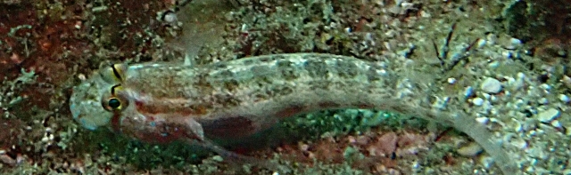 Click to View Nalolo Blenny<br><span style='font-size:12px'><i>Dave & Rose</i></span>