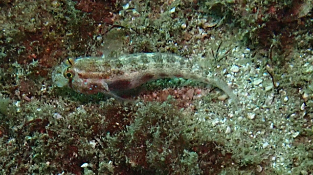 Click to View Nalolo Blenny<br><span style='font-size:12px'><i>Dave & Rose</i></span>