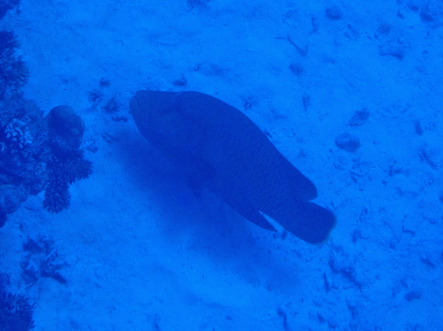 Click to View Napolean Wrasse<br><span style='font-size:12px'><i>Dave & Rose</i></span>