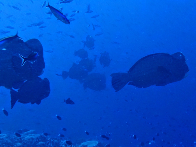 Napoleon Wrasse<br><span style='font-size:12px'><i>Dave & Rose</i></span>