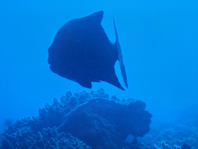 Click to View Natal Knifejaw<br><span style='font-size:12px'><i>Dave & Rose</i></span>