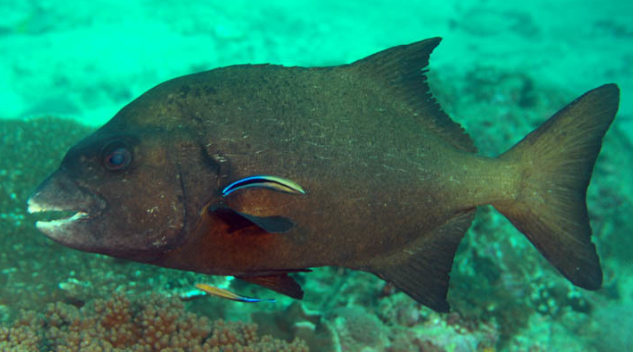 Click to View Natal Knifejaw<br><span style='font-size:12px'><i>Wikimedia</i></span>