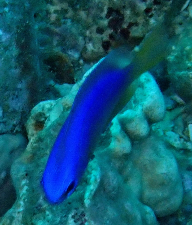 Click to View Neon Damsel<br><span style='font-size:12px'><i>Dave & Rose</i></span>