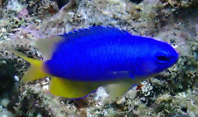 Click to View Neon Damsel<br><span style='font-size:12px'><i>Dave & Rose</i></span>