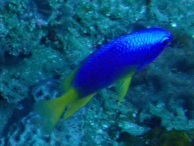 Click to View Neon Damsel<br><span style='font-size:12px'><i>Dave & Rose</i></span>