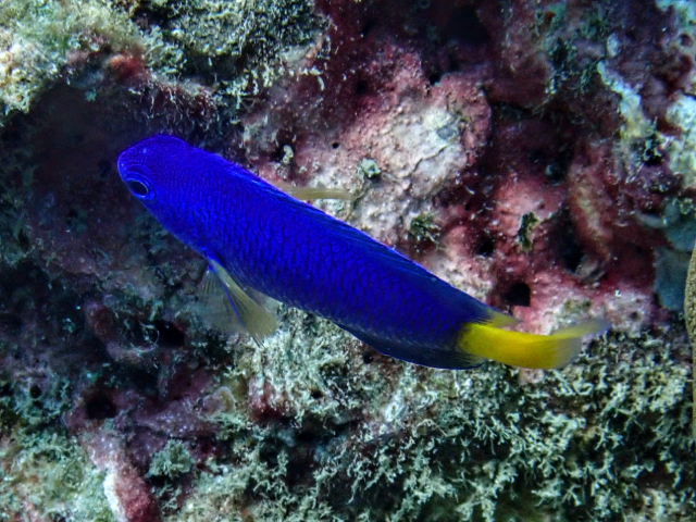 Click to View Neon Damsel<br><span style='font-size:12px'><i>Dave & Rose</i></span>