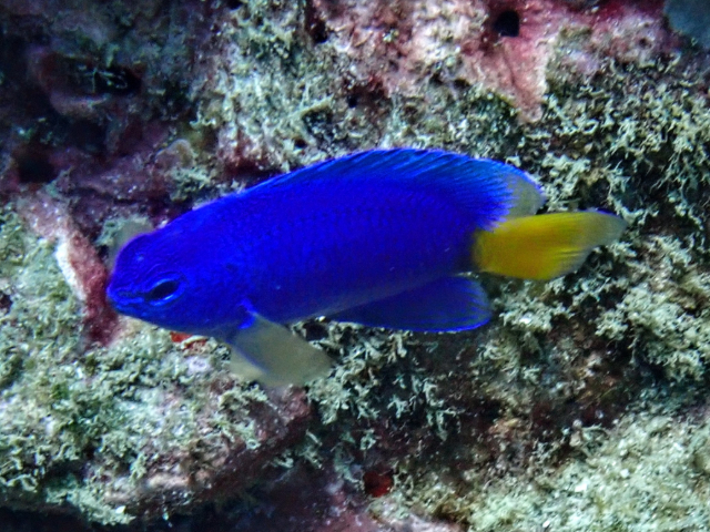 Click to View Neon Damsel<br><span style='font-size:12px'><i>Dave & Rose</i></span>