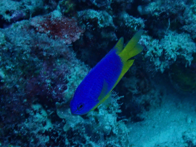 Click to View Neon Damsel<br><span style='font-size:12px'><i>Dave & Rose</i></span>