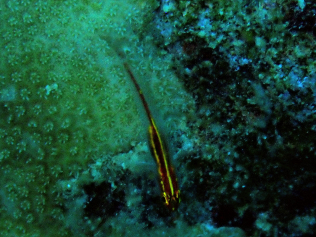 Click to View Neon Pygmy-Goby<br><span style='font-size:12px'><i>Dave & Rose</i></span>