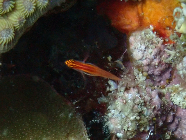 Click to View Neon Pygmy-Goby<br><span style='font-size:12px'><i>Dave & Rose</i></span>