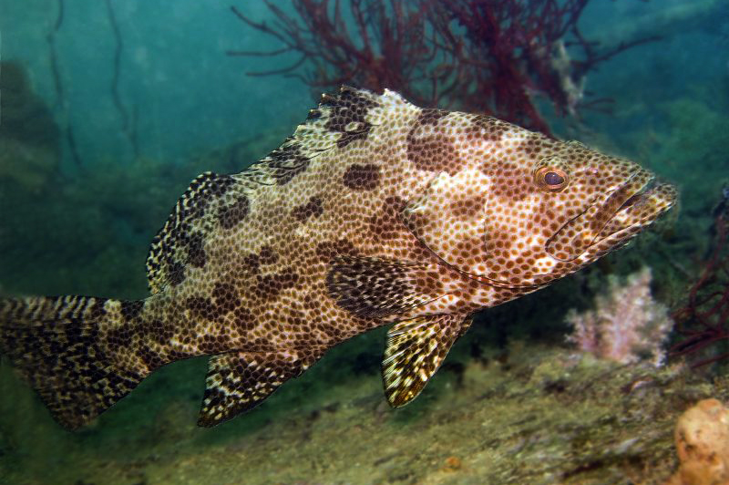 Click to View Netfin Grouper<br><span style='font-size:12px'><i>Fishes of Australia</i></span>