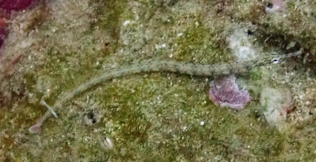 Click to View Network Pipefish<br><span style='font-size:12px'><i>Dave & Rose</i></span>