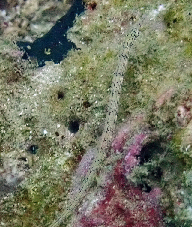 Click to View Network Pipefish<br><span style='font-size:12px'><i>Dave & Rose</i></span>