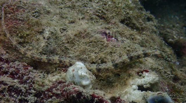 Click to View Network Pipefish<br><span style='font-size:12px'><i>Dave & Rose</i></span>