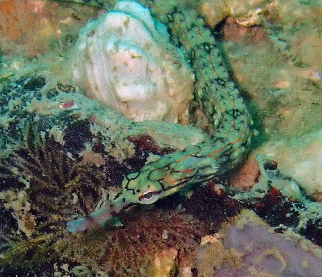 Click to View Network Pipefish<br><span style='font-size:12px'><i>Dave & Rose</i></span>